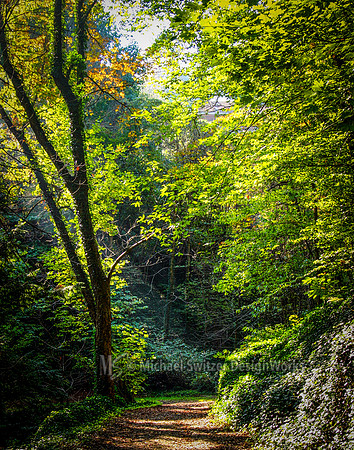 SWITZ4-lighted path-11x14